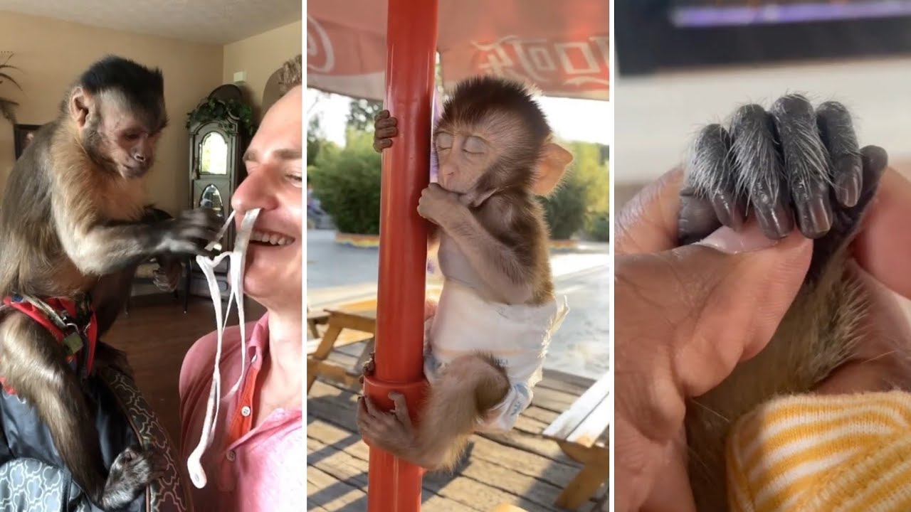 Os Macaquinhos mais FOFOS e ENGRAÇADOS do TikTok | Animais Fofos