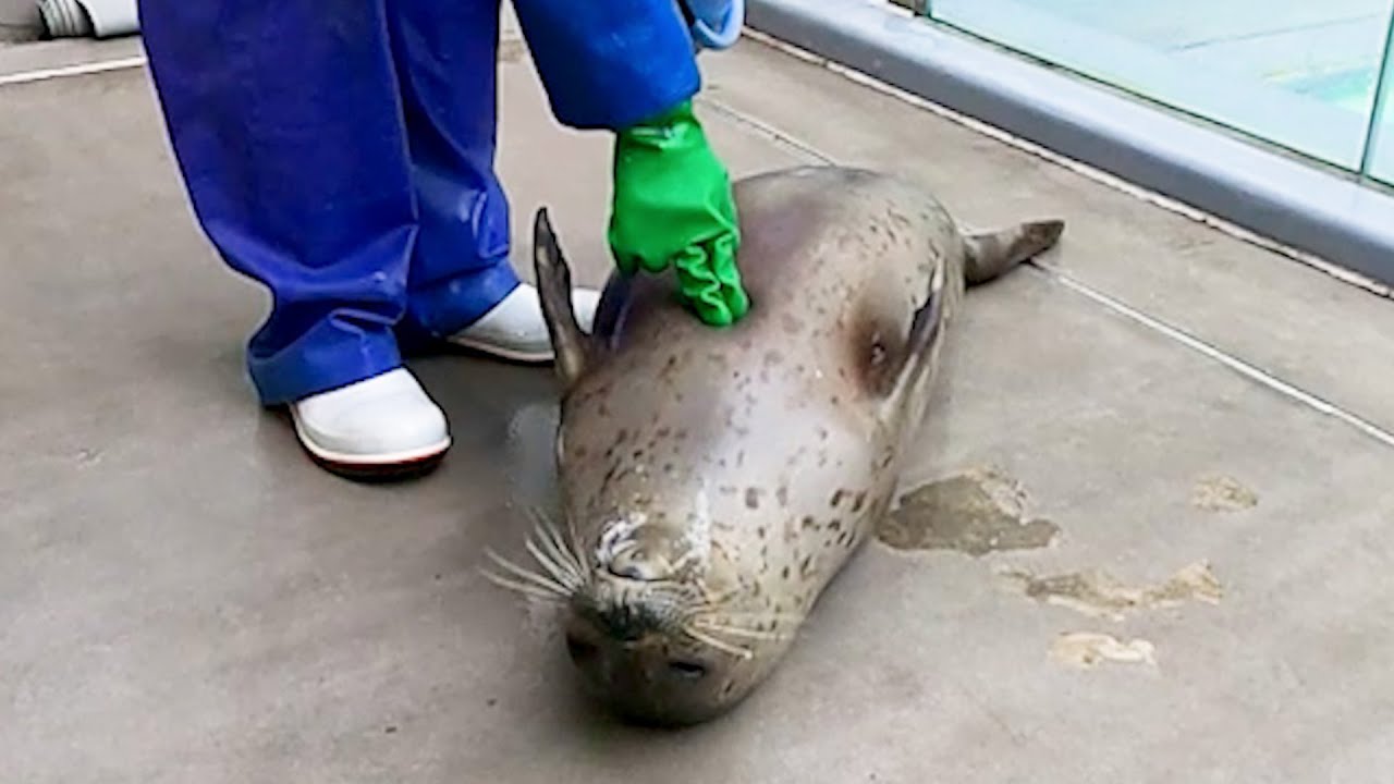 刺されたら死んだフリをするおんぷ