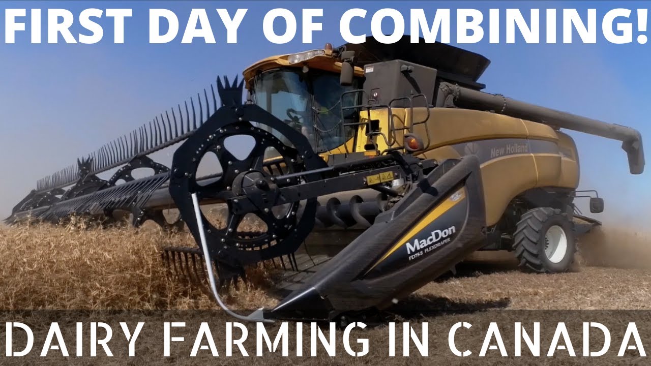 Combining Yellow Peas!