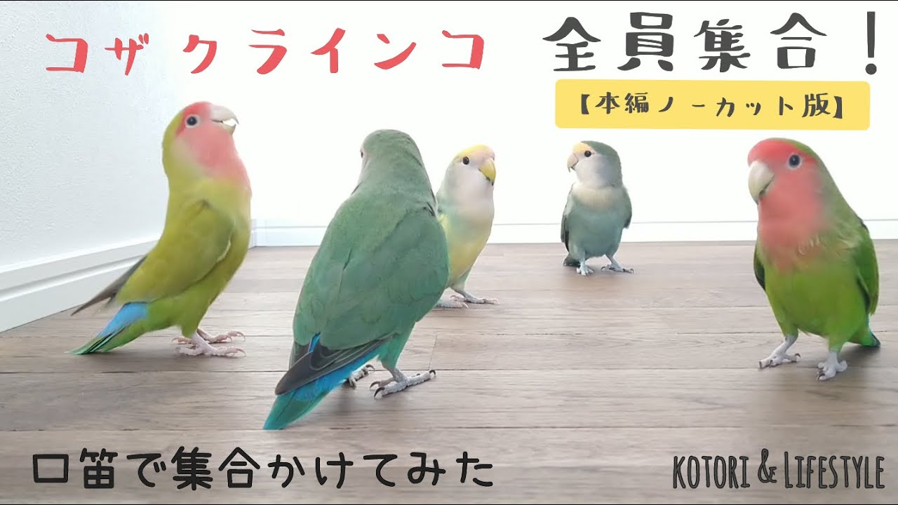 コザクラインコ　全員集合！　口笛で集合かけてみた。　かわいい　