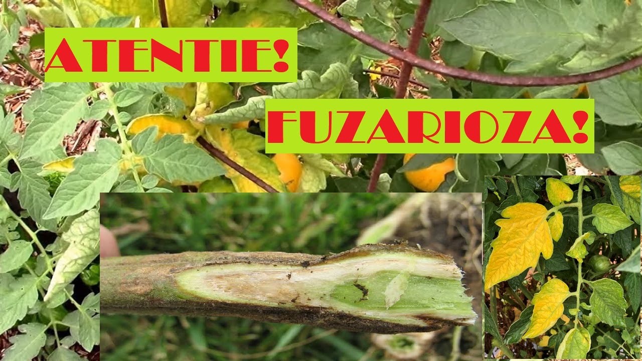 Ofilirea vasculară a roșiilor- FUZARIOZA. Cauze și soluții urgente!