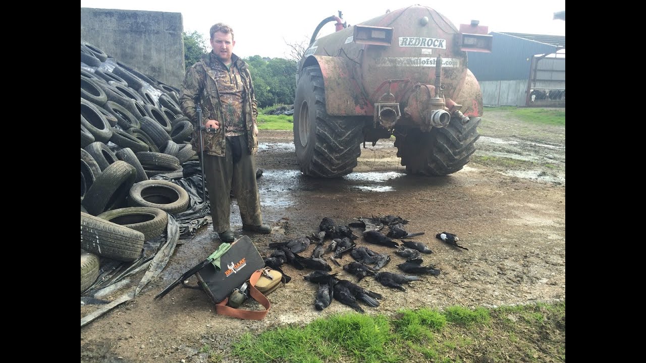 Farm Yard Pest Control Magpie Shooting in Ireland
