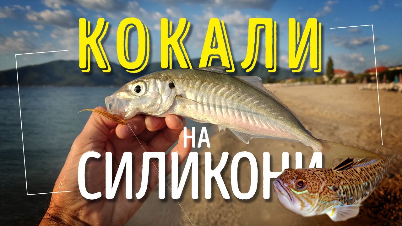 Кокали на силикони. Опасен вид риба - морски дракон