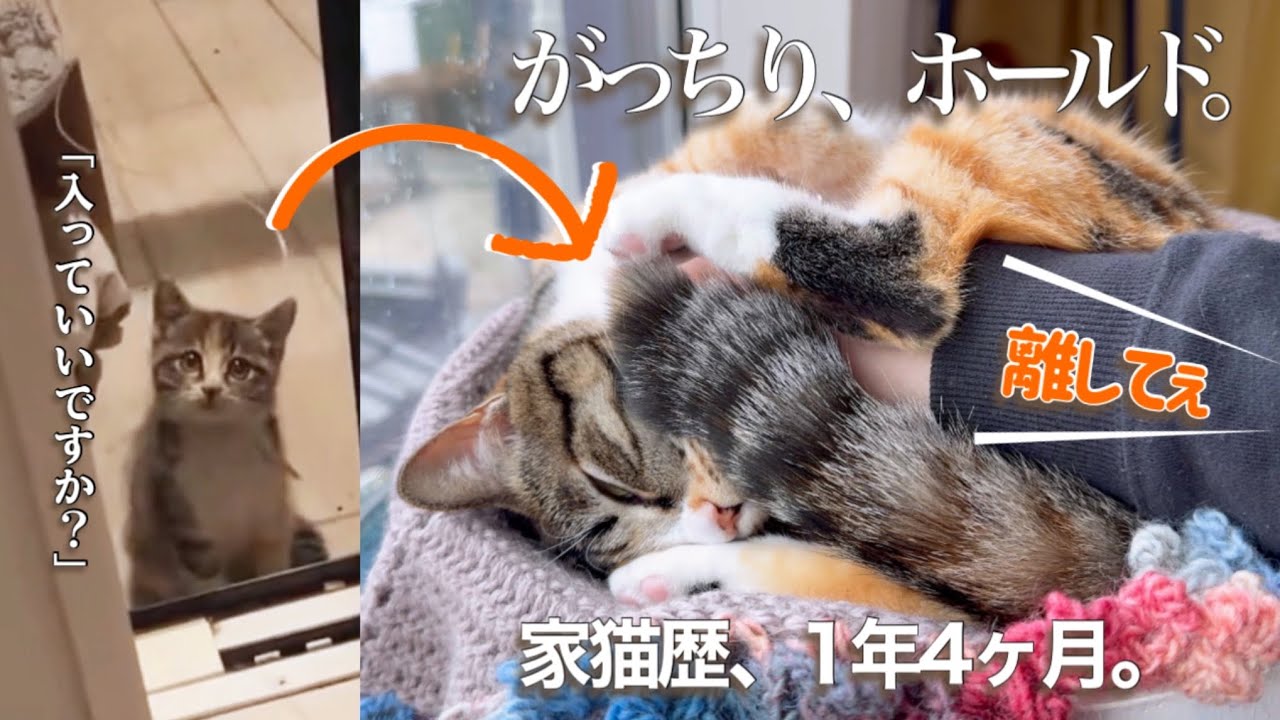800gだった子が、ホールドして離さない子に育ちました。From an 800g kitten to one who holds my arm and won’t let go.