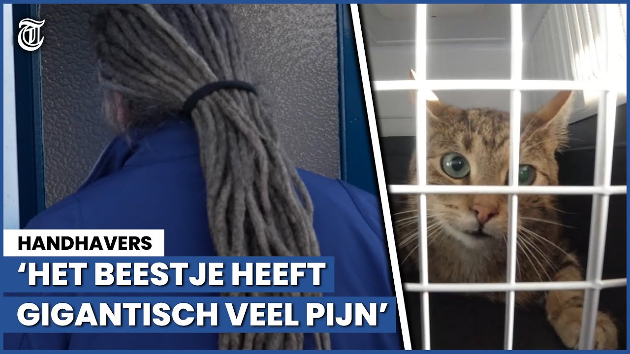 Confrontatie: zwaar verwaarloosde kat uit huis gehaald - HANDHAVERS #27