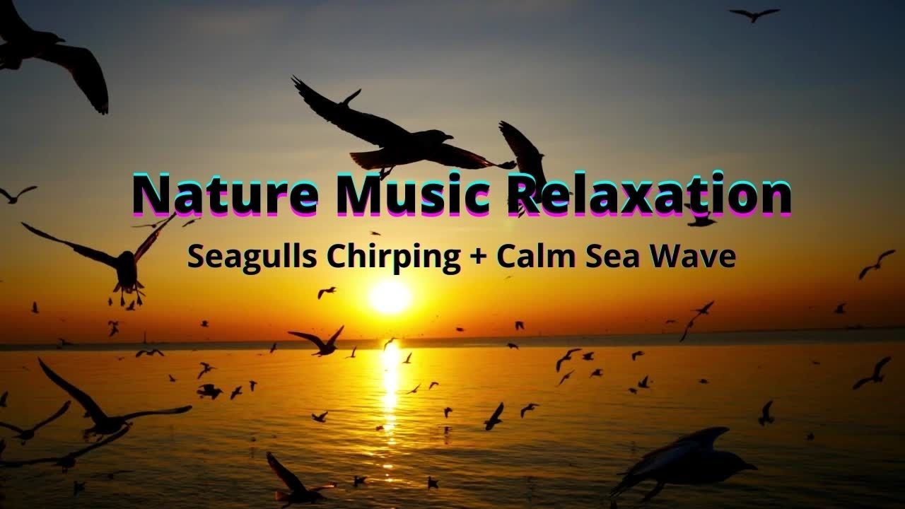 Seagulls Chirping + Calm Sea Wave Sound  | Ambient, Calm,  Relax,  Sleep, Chill, Stress Relief Music