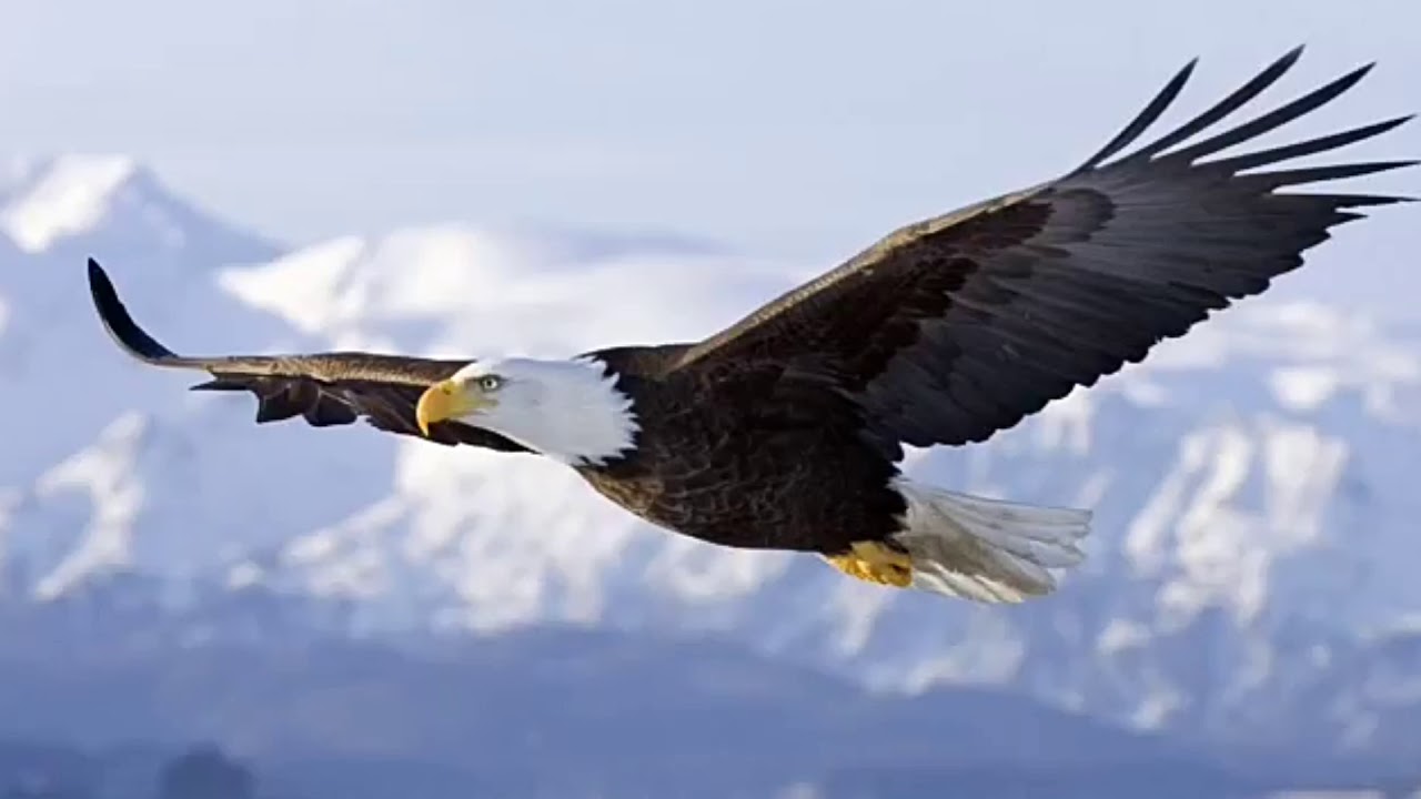 Ethiopia፣ከንስር አስተሳሰብ መማር።አነቃቅ ቪዲዮ learn from eagle attitude