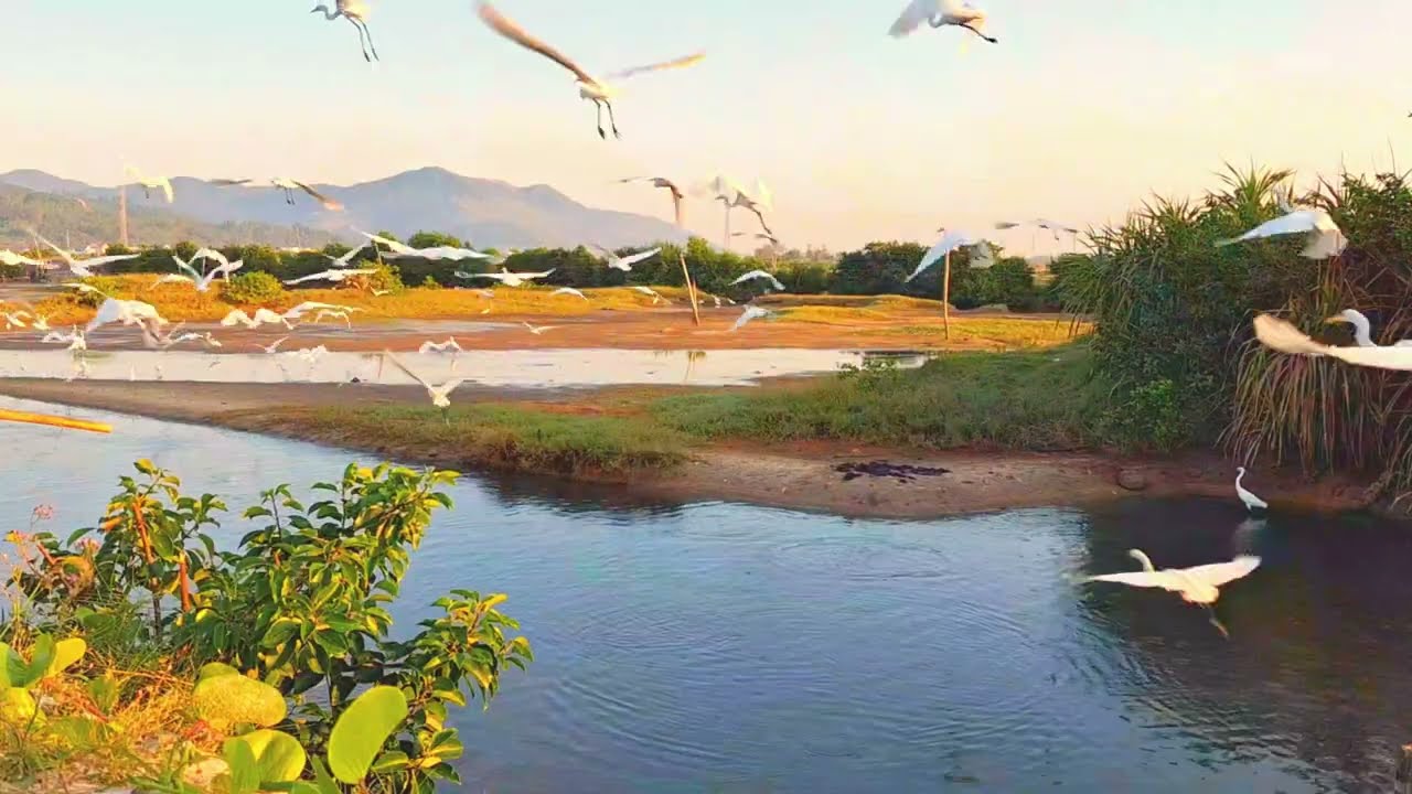 Đàn Cò Săn Mồi Mùa Nước Cạn