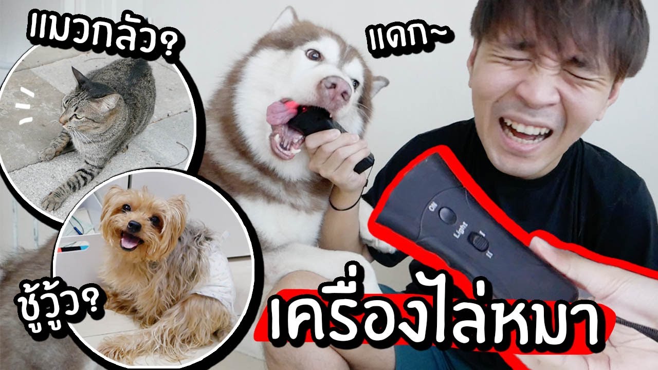 หมาสติแตก VS เครื่องไล่หมา! // แฟรงค์แดก จิชู้วู้ว แมวกลัว! นี่มันอะไรเนี่ย~