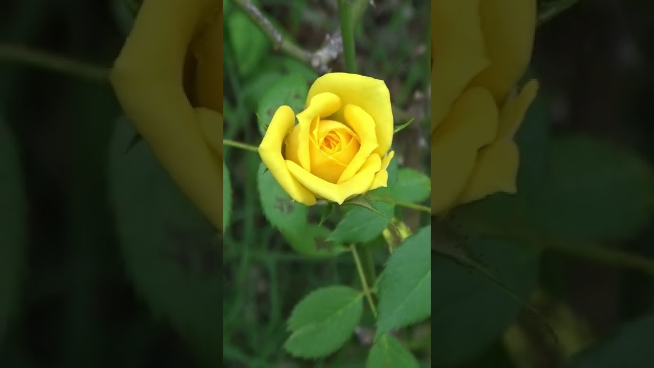Yellow Rose- Bud to Flower I Flowers #shorts