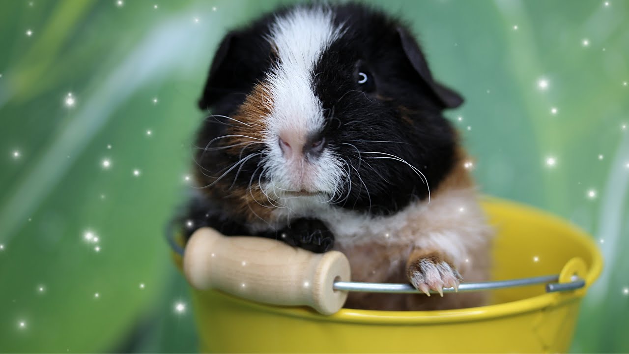 So heißt das neue Meerschweinchen | Die Schweinwohner