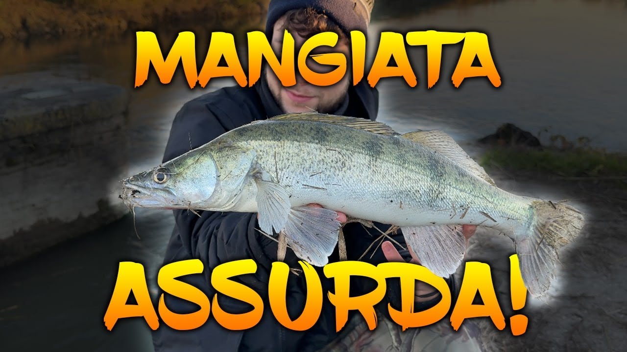 Il Ritorno: LUCIOPERCA d&rsquo;Inverno! - Spinning - TZ Fishing