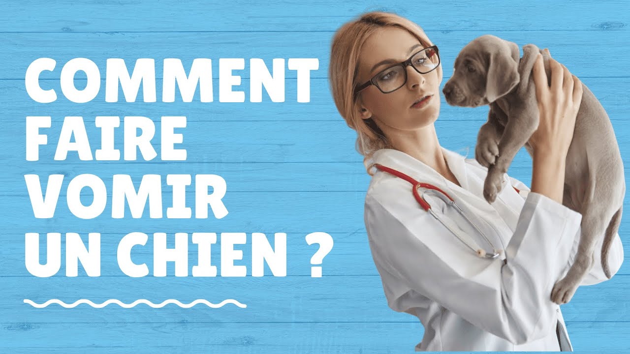 Comment faire vomir un chien ? Conseils Canin