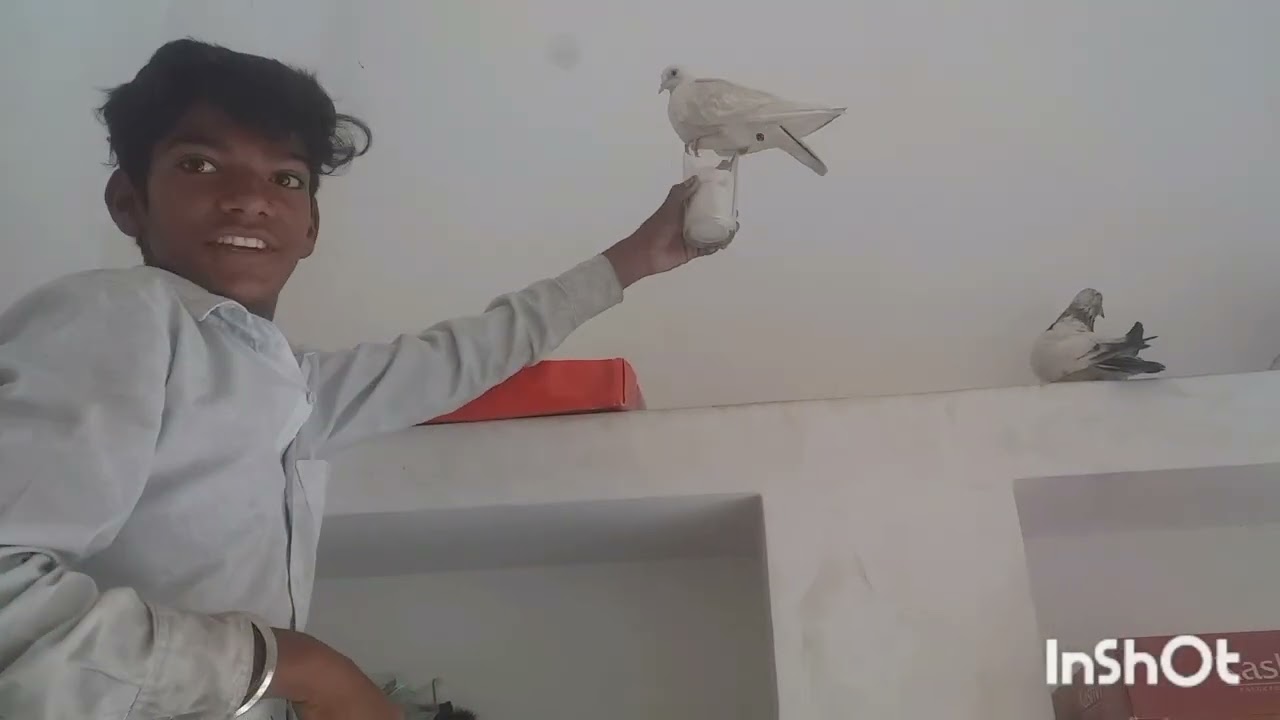 Subah subah Gaya kabutar udane🕊🕊 aur Gaya Khet per🐃🐃