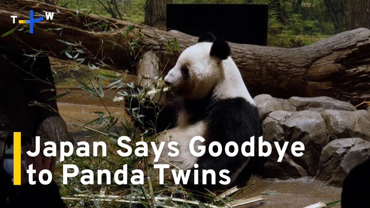 Japan’s Last Panda Twins To Return to China Amid Growing Tensions｜TaiwanPlus News