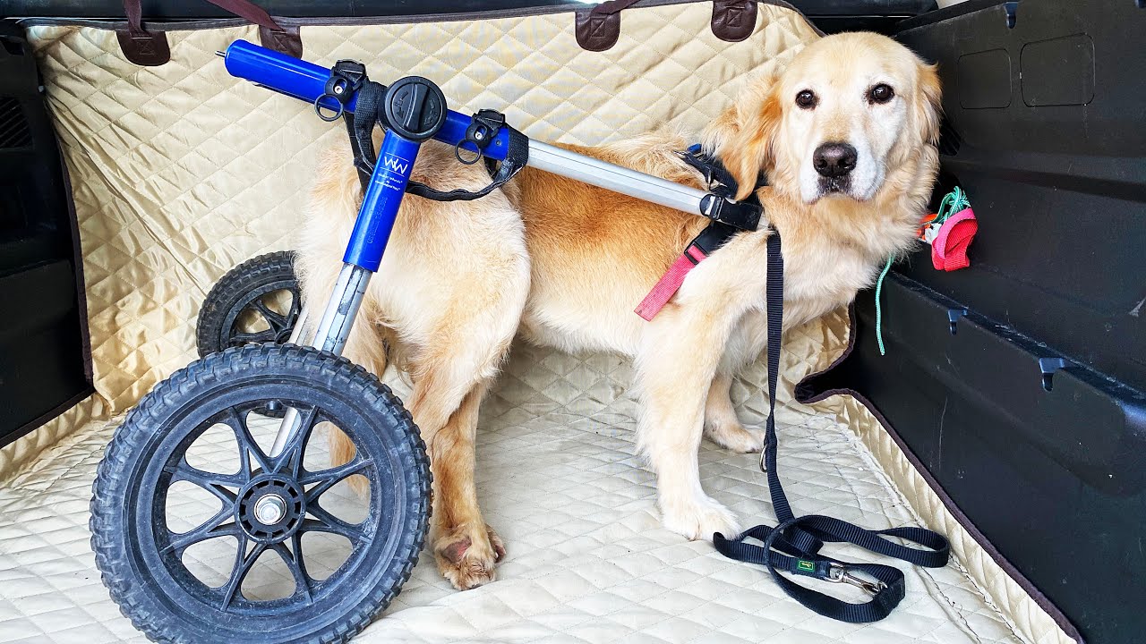 Perro condenado a vivir en silla de ruedas… pero es feliz!