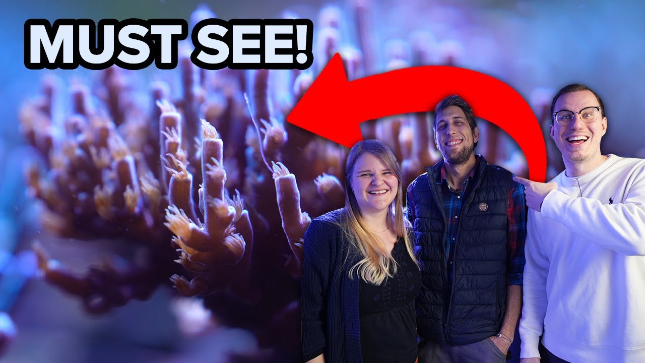 First German sexual CORAL breeding station - MUST SEE!