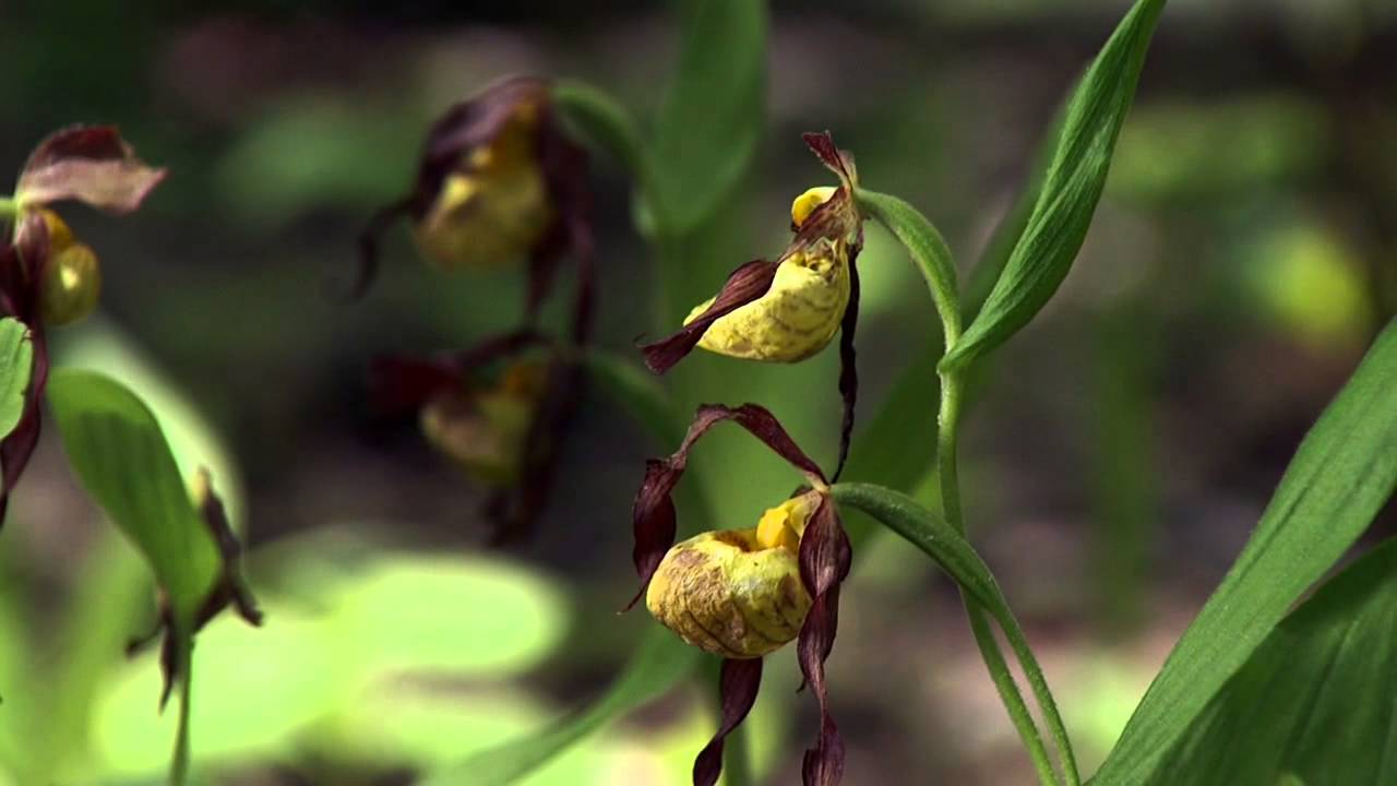A Plant to Protect: Lady Slippers