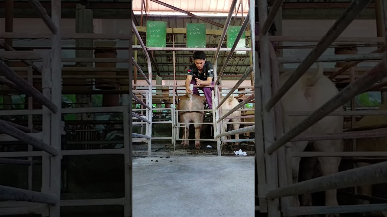 Silent heater yon ating inahing baboy anu ba ang dapat mong Malaman sa silent heater.