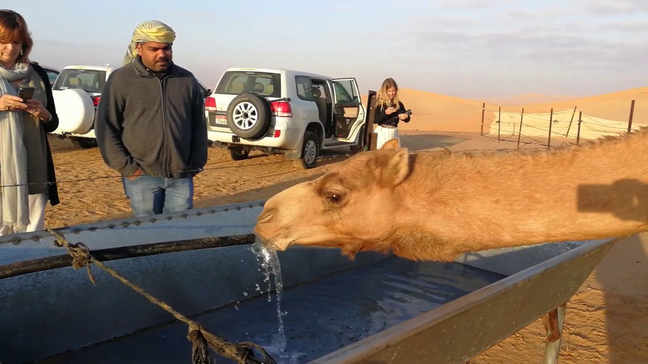 Camel drinking water in Abu Dhabi Desert 13.02.2019