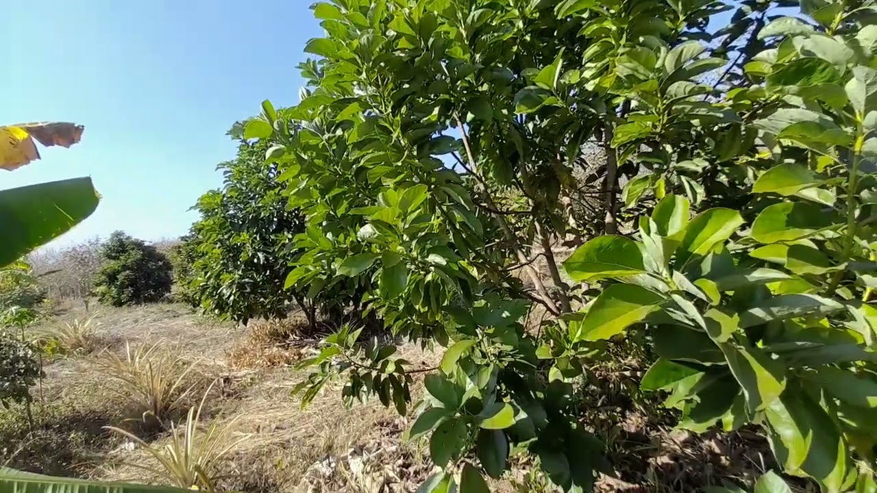 ต้นอโวคาโด้ปลูกง่ายโตเร็ว