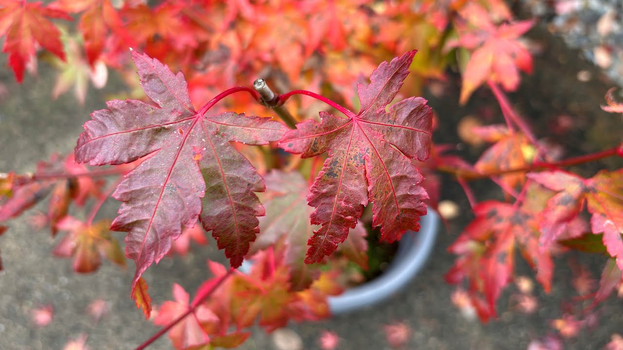 2025 Update, A Small Japanese Maple From Seed - November 7, 2025