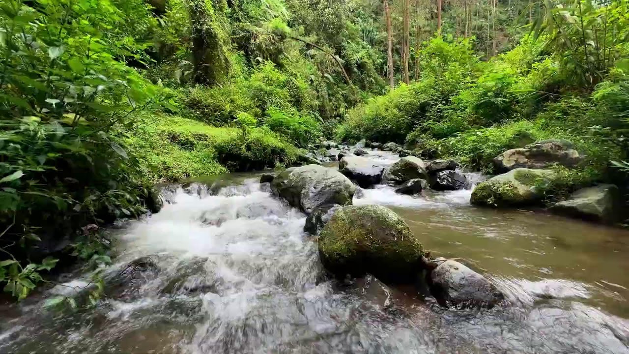 Relax into deep rest with calming river sounds in a valley forest to support peaceful sleep