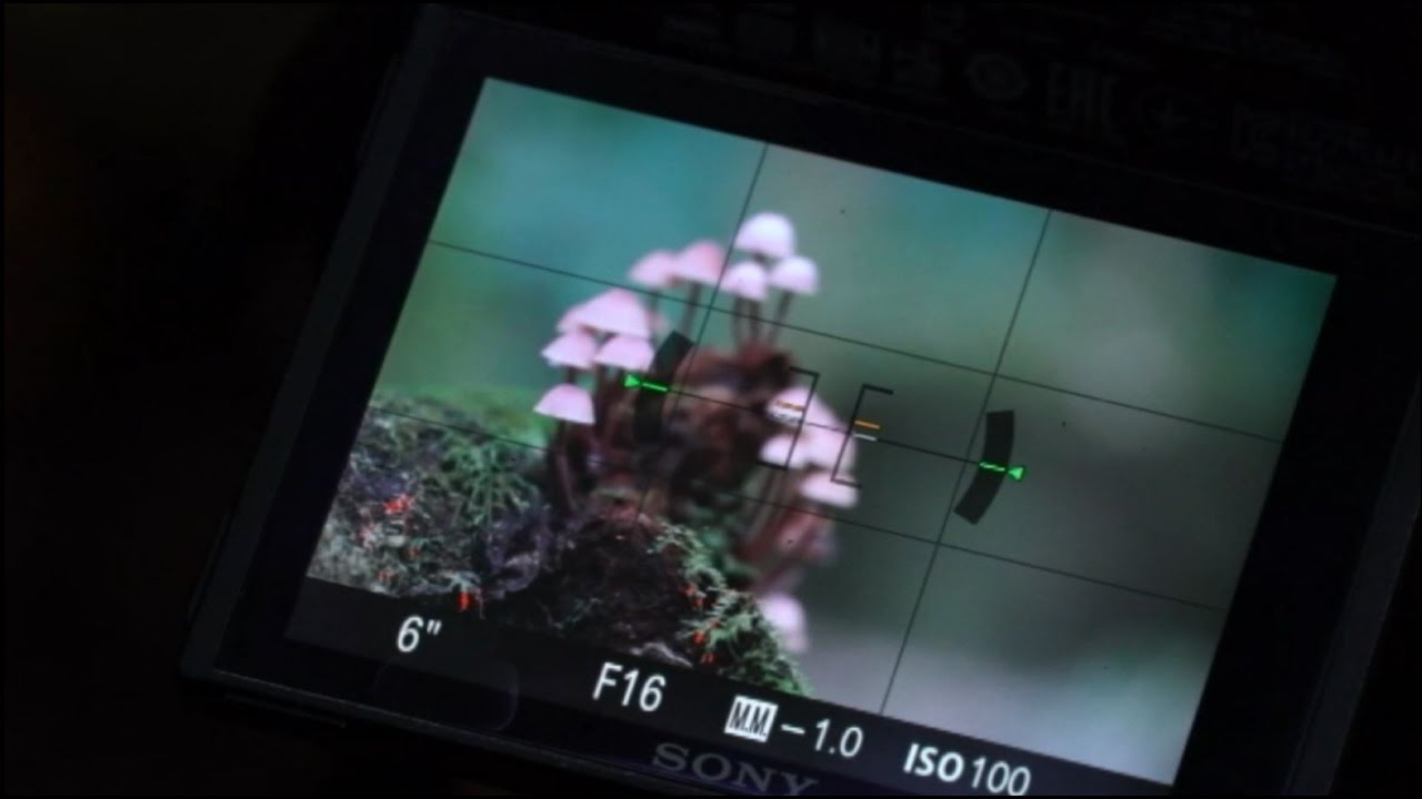 Photographic fame via fungi