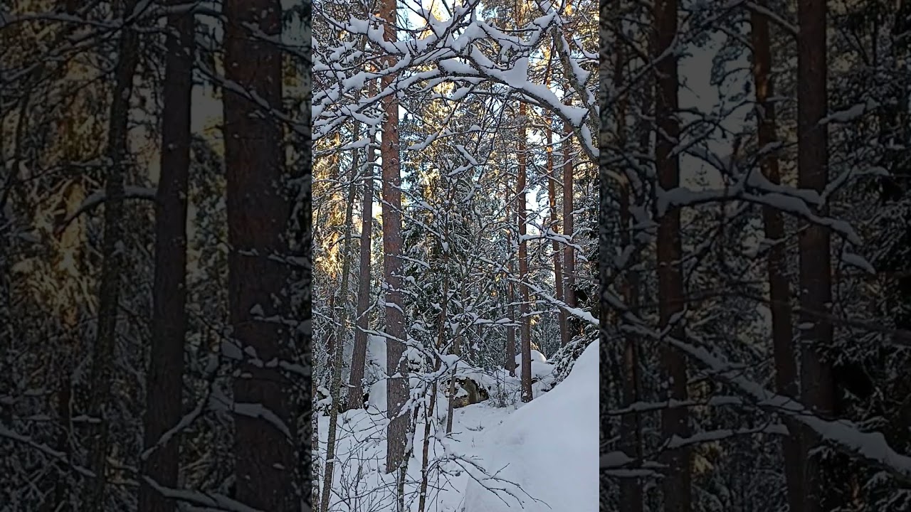 лес,мороз, Финляндия.mets&auml;, pakkanen, Suomi
