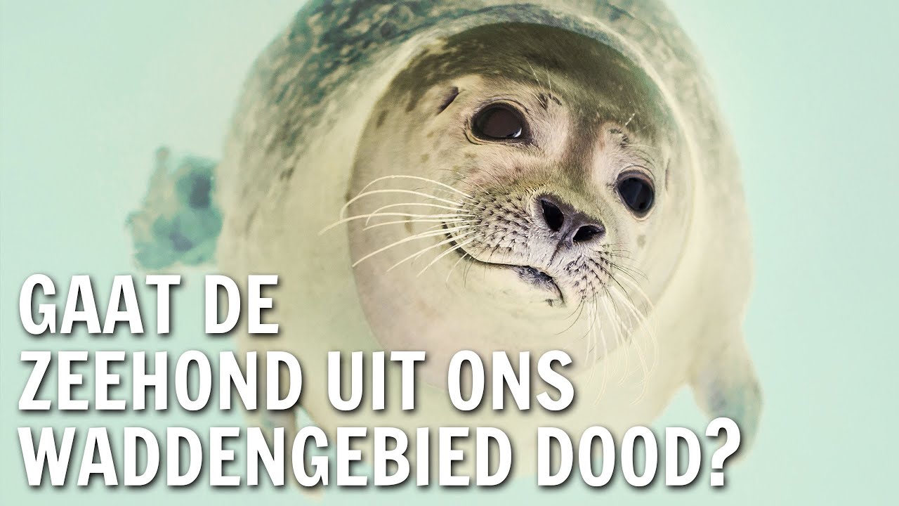 Gaat de zeehond uit ons Waddengebied dood? | De Buitendienst over de Zeehond