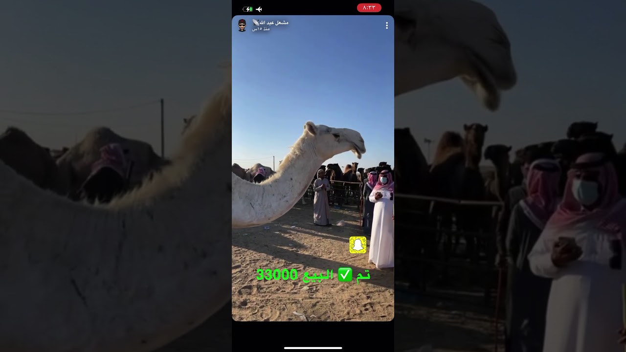 ‏سوق البل حفر الباطن حراج فيصل الميموني