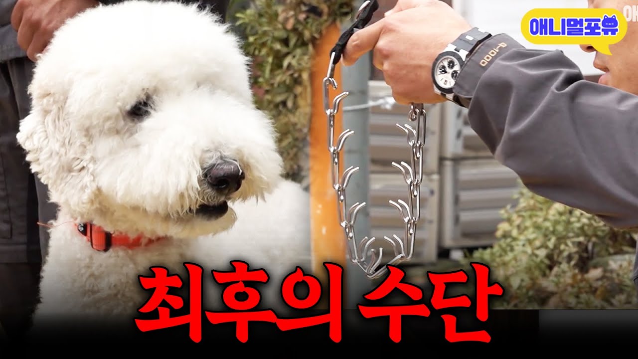 통제가 아예 불가능한 상황, 결국 최후의 수단을 꺼내든 강형욱 I KBS 개는 훌륭하다 231123 방송