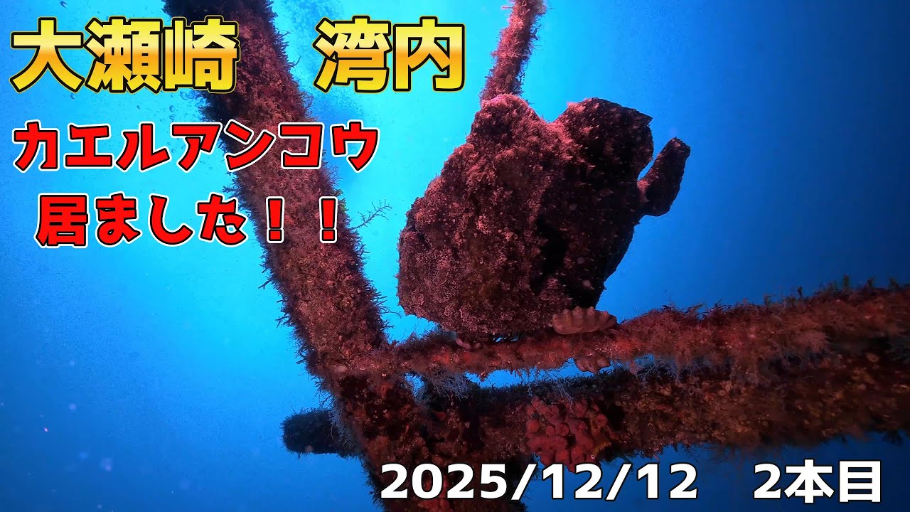 INONワイコン撮影！みんな大好きカエルアンコウ！？大瀬崎　湾内　[伊豆ダイビング/大瀬崎/バディダイビング/ビーチダイビング/湾内/スキューバダイビングvlog]
