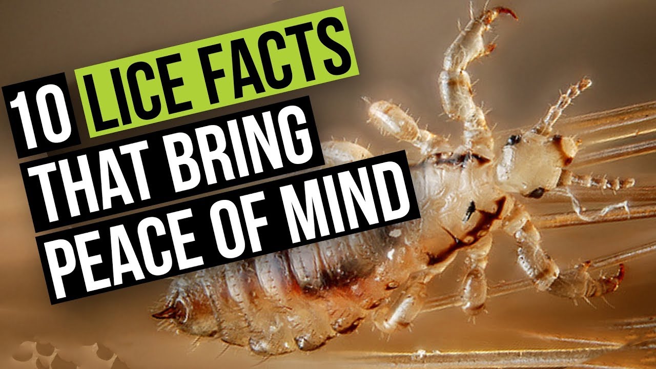10 Things About Head Lice that WILL Put Your Mind at Ease
