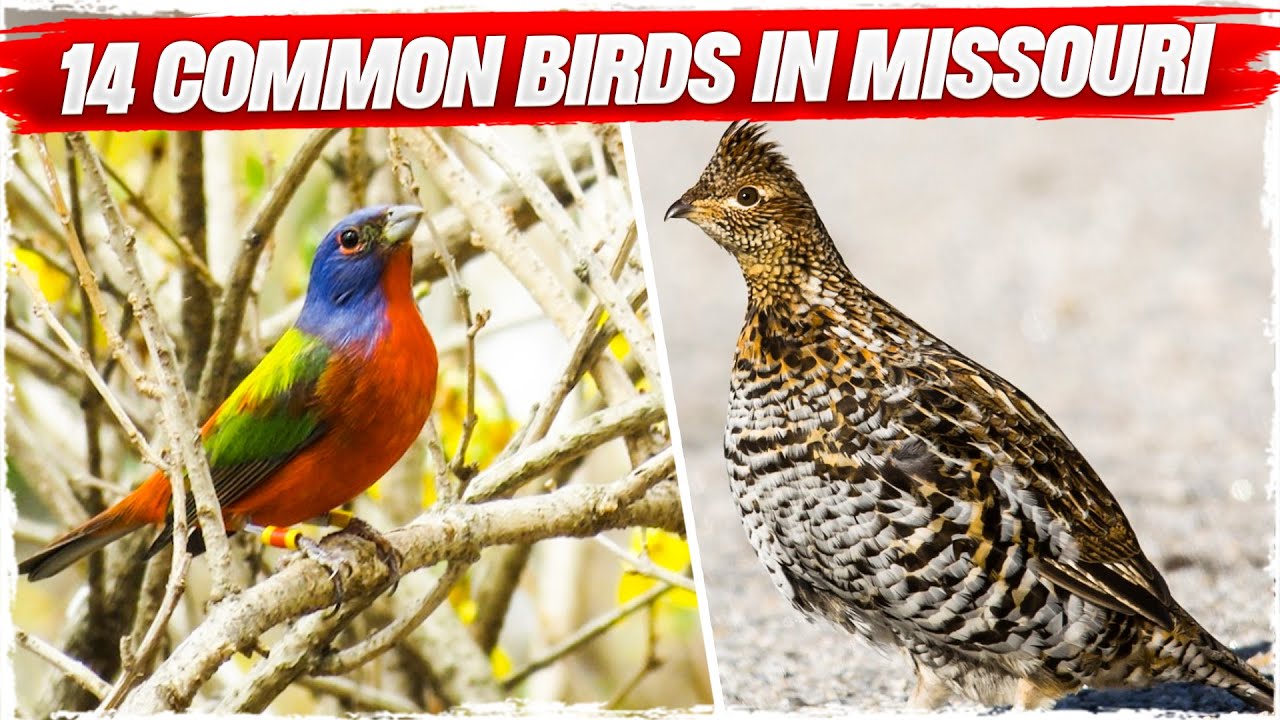 14 Common Birds in Missouri (with Pictures)