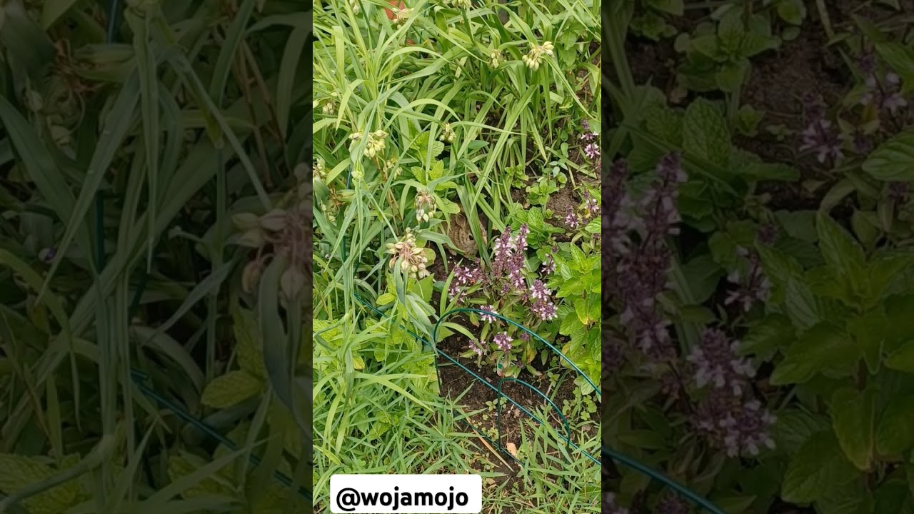 Find The  Bunny In The Garden #funny #backyard #bunny #animals #bollywood #babyanimals