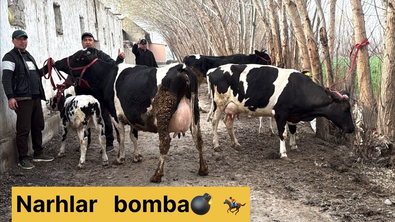 Barakali fermadan optim sigirlar