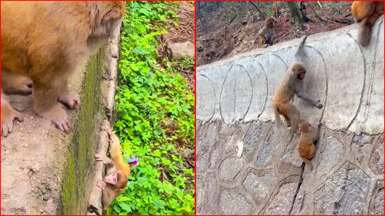Baby monkey can't jump up high wall on her own so she needs help from mother monkey