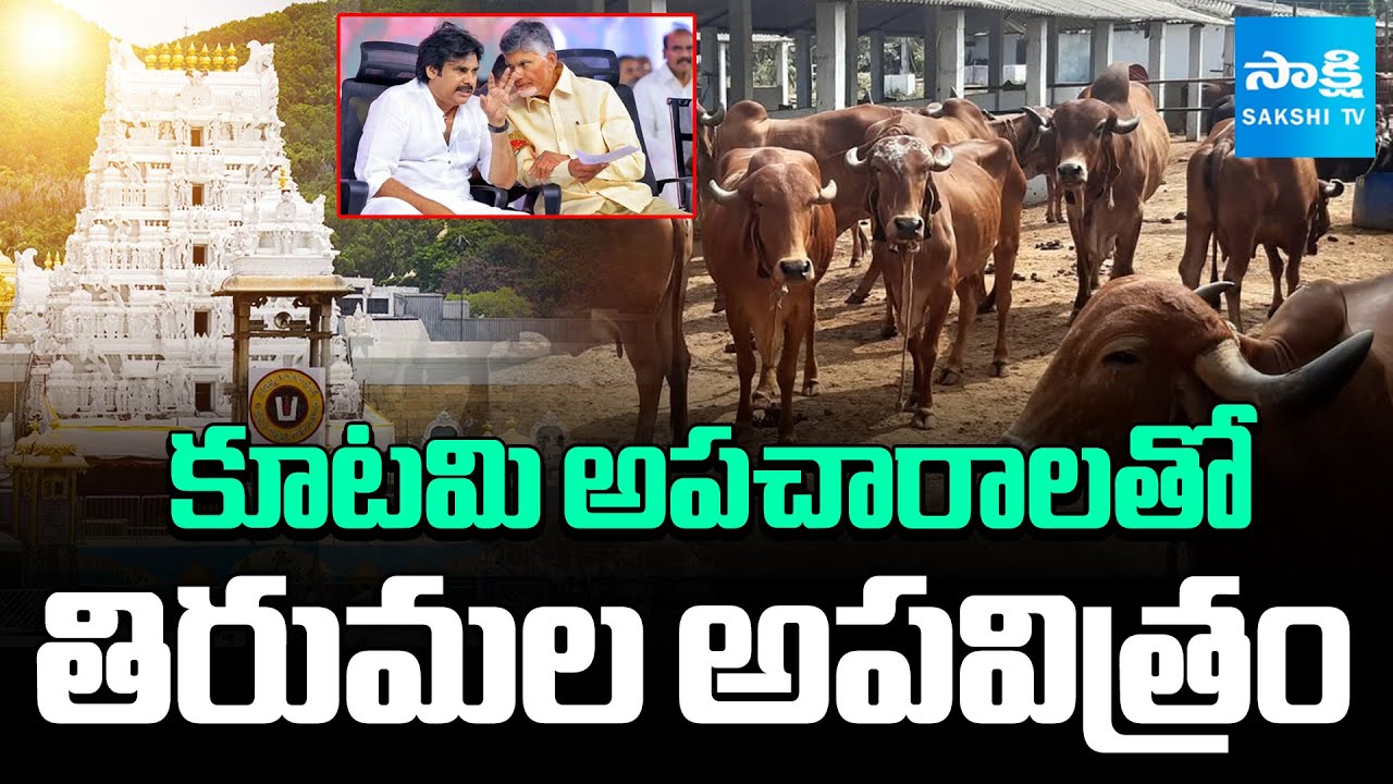 Chandrababu Govt Conspiracy on Tirumala | TTD Goshala | @sakshitv