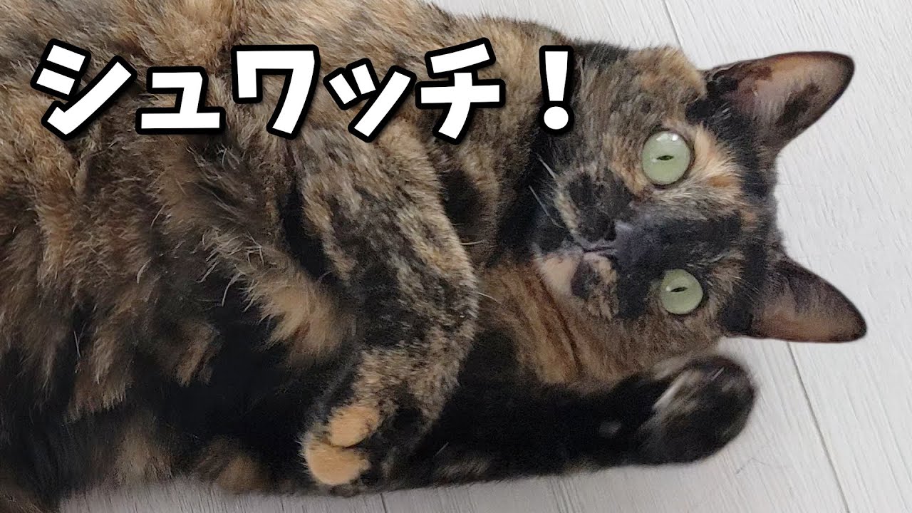 【サビ猫】サビ猫の日常風景
