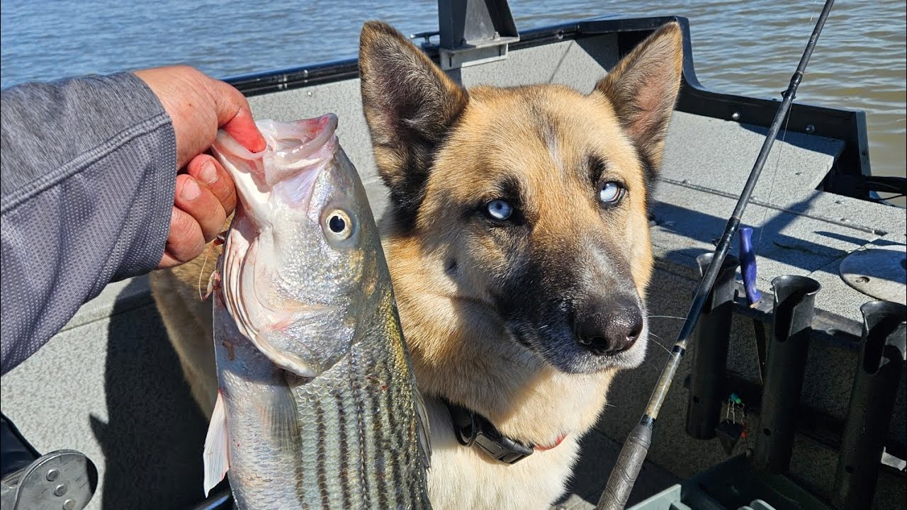 Striper and Sturgeon fishing | Grizzly Bay CA 