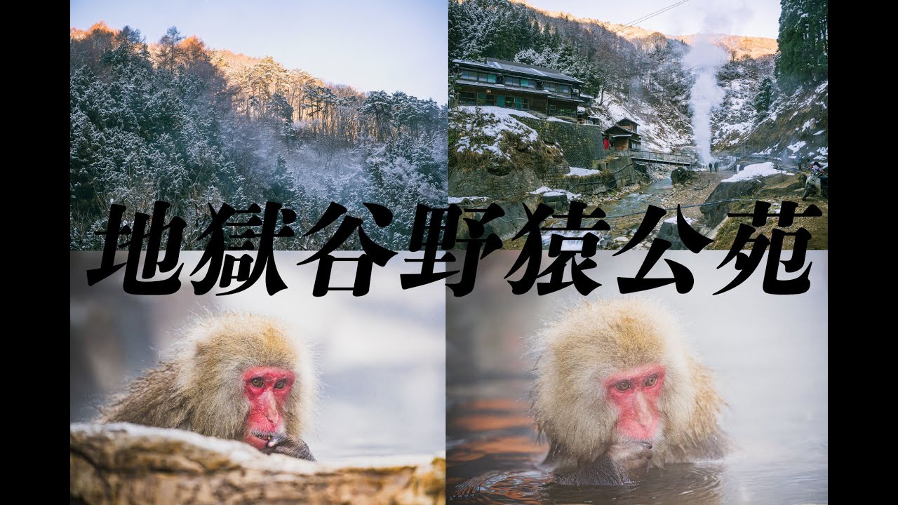【長野旅Part2】地獄谷野猿公苑の猿が可愛すぎた！　＃地獄谷野猿公苑　＃猿　＃Vlog　＃長野　#nikon  #z8 　#photography