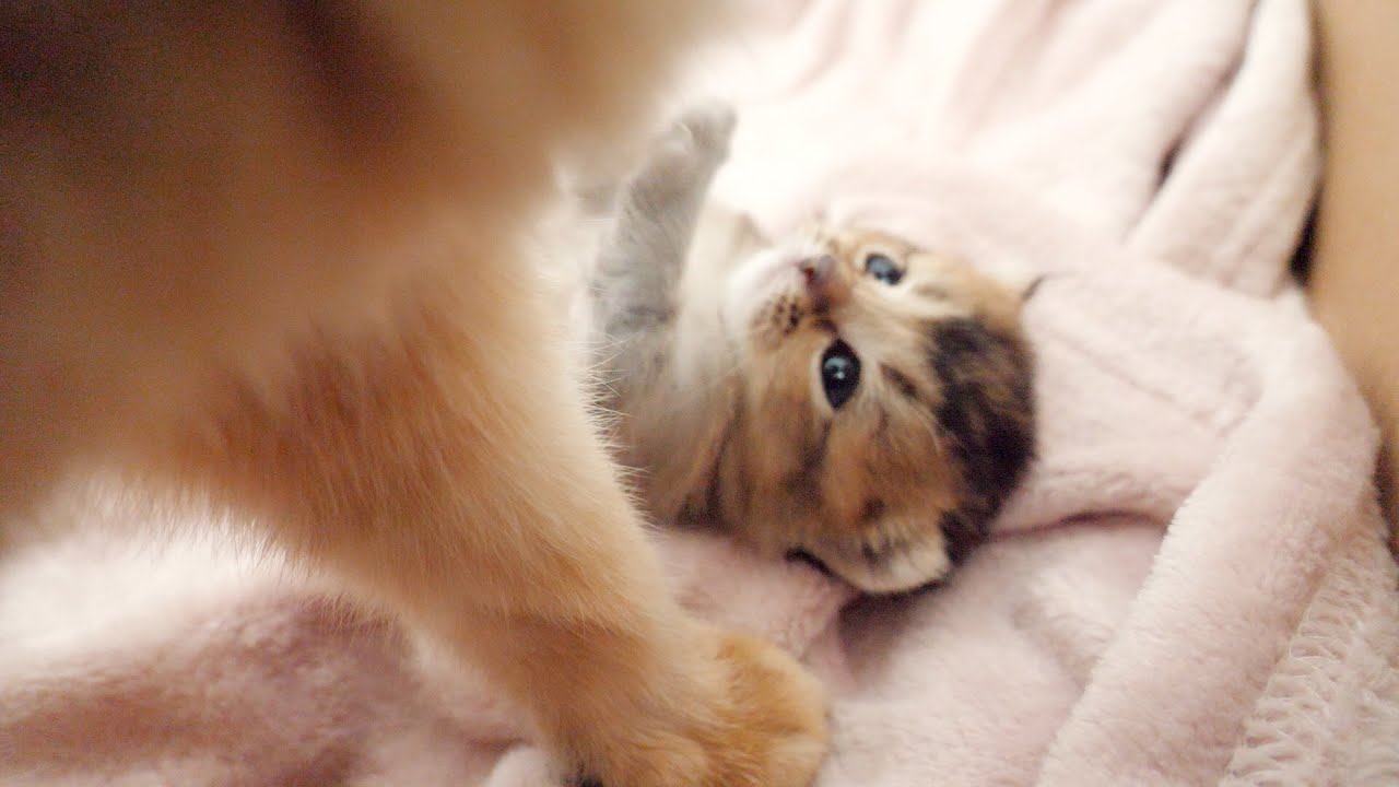 Kitten Kiki started climbing on her mother's belly