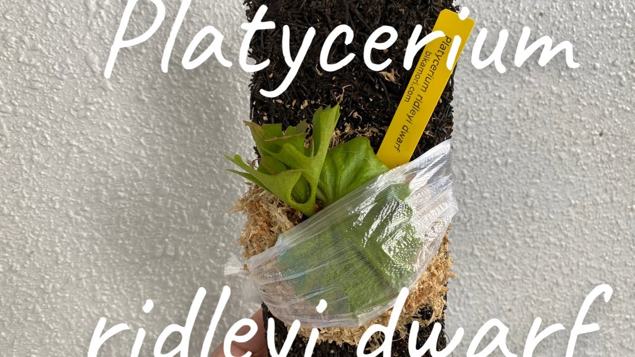 ビカクシダリドレイドワーフをヘゴ板に付けました。