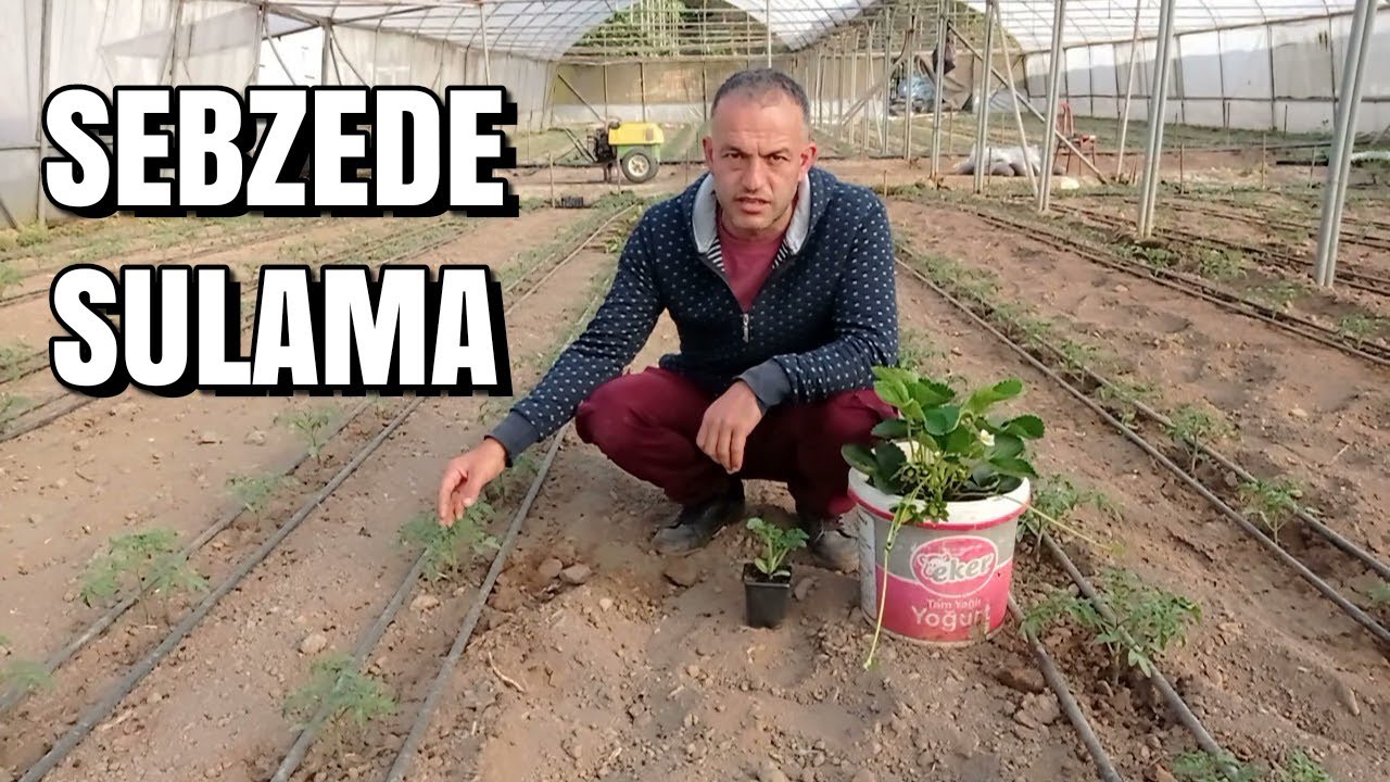 Sebzelerde Sulama - Karpuz Dikimi ve Çilek Bakımı