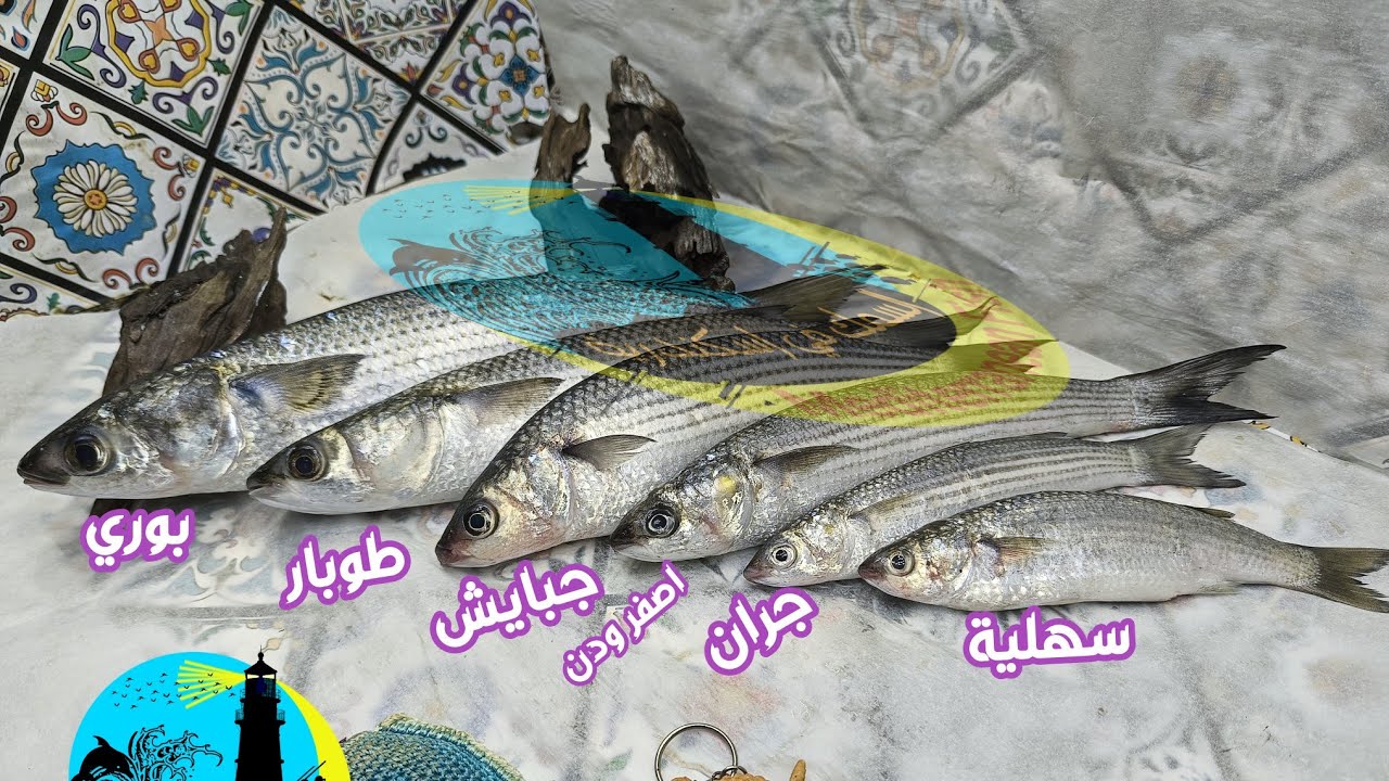 الفرق بين انواع البوري .. الطوبار و اصفر ودن او الحر و الجبايش و السهلية و الجران