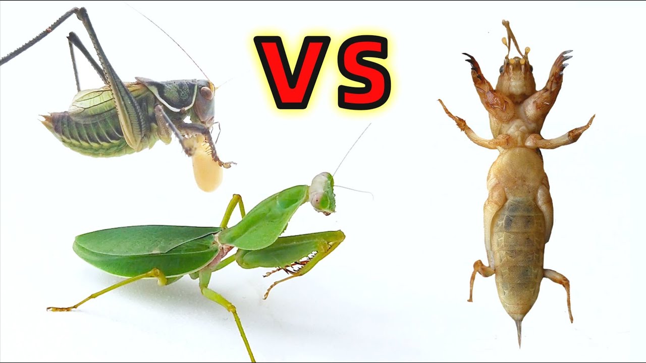Богомол VS катидида VS крикета Крота，Угадайте концовку?