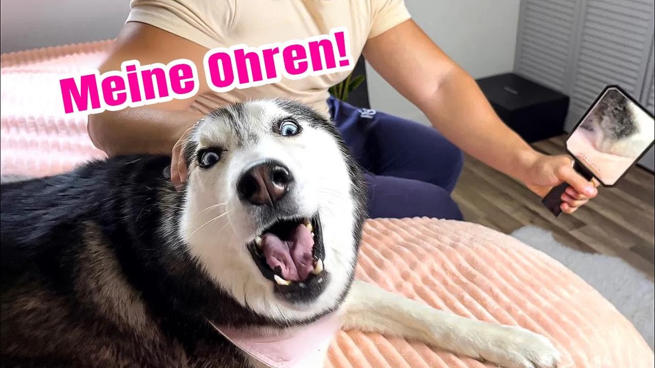 Wir haben unserem sprechenden Husky erzählt, ihre Ohren sind weg! (Sie diskutiert!) 😱🤣