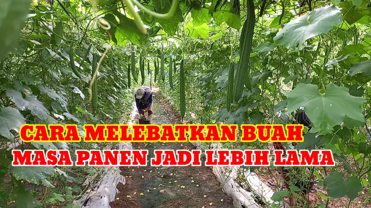 🔴AGAR BUAH LEBAT LAGI‼️MASA PANEN LEBIH LAMA  LAKUKAN INI