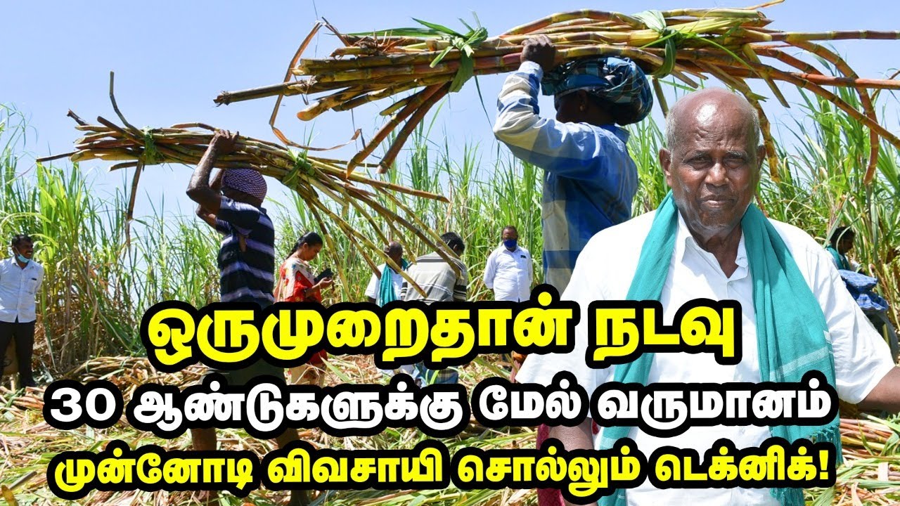 ஒரு முறை நடவு ; 30 ஆண்டுகளுக்கு மேல் வருமானம்... கரும்பு சாகுபடியில் அசத்தும் விவசாயி!